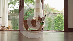 Slow motion, Welsh Corgi was running took hold in the mouth ball. Joyfully inside the house