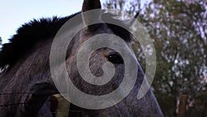 Slow motion of white horse turning head in the farm with trees in background