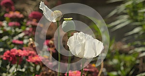 Slow motion of white opium poppy flowers plant with seed pod capsule and green leaves