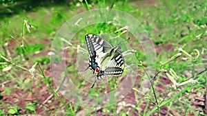 Slow motion of white and yellow butterfly collecting nectar from a flower and then fly go away on green leaves background