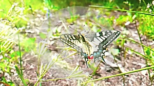 Slow motion of white and yellow butterfly collecting nectar from a flower and then fly go away on green leaves background