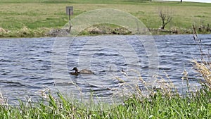 Slow motion Wild duck, blown by the wind, swim on a small pond