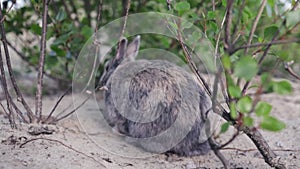 Slow motion of wild rabbit digging in sand, reclines on hot summer day.