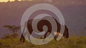 Slow Motion of Wildebeest Close Up Walking in Grass in Africa Savannah Plains Landscape Scenery, Afr
