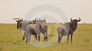 Slow Motion of Wildebeest Grazing Grass in Africa Savannah Plains Landscape Scenery, African Masai M