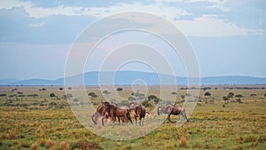 Slow Motion of Wildebeest Grazing on Grass in Rainy Season Under Dramatic Stormy Storm Clouds and Sk
