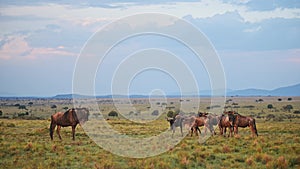 Slow Motion of Wildebeest Grazing on Grass in Rainy Season Under Dramatic Stormy Storm Clouds and Sk