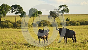 Slow Motion of Wildebeest Great Migration in Africa from Masai Mara in Kenya to Serengeti in Tanzani