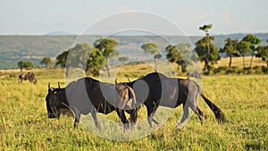 Slow Motion of Wildebeest Great Migration in Africa from Masai Mara in Kenya to Serengeti in Tanzani