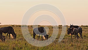 Slow Motion of Wildebeest Herd on Great Migration in Africa between Masai Mara in Kenya and Serenget