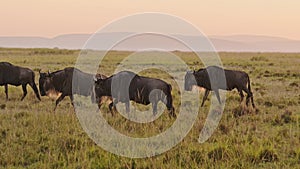 Slow Motion of Wildebeest Herd on Great Migration in Africa between Masai Mara in Kenya and Serenget