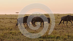 Slow Motion of Wildebeest Herd on Great Migration in Africa between Masai Mara in Kenya and Serenget
