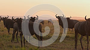 Slow Motion of Wildebeest Herd on Great Migration in Africa between Masai Mara in Kenya and Serenget