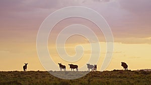 Slow Motion of Wildebeest Herd Under Big Dramatic Beautiful Orange Sunset Stormy Storm Clouds and Sk