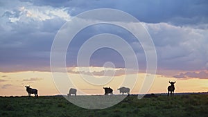 Slow Motion of Wildebeest Herd under Dramatic Storm Clouds in Rainy Season Under Stormy Orange Sky,