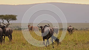 Slow Motion of Wildebeest running in Savannah with Acacia Tree, Masai Mara Wildlife Safari Animals i