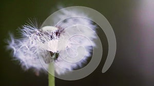 Slow-motion wind blowing on dandelion color