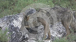 Slow motion of wolf eating over rocks, entire body