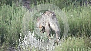 Slow motion of wolf entering the bush
