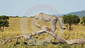 Slow Motion of Young Baby Cheetah Cub Playing, Climbing Dead Tree in African Savanna Landscape Scene