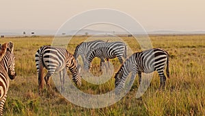 Slow Motion of Zebra Herd Grazing Savanna, Africa Animals on Wildlife Safari in Masai Mara in Kenya