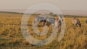 Slow Motion of Zebra Herd Grazing Savanna, Africa Animals on Wildlife Safari in Masai Mara in Kenya