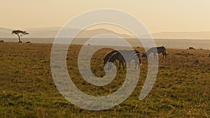 Slow Motion of Zebra Herd Grazing Savanna, Africa Animals on Wildlife Safari in Masai Mara in Kenya