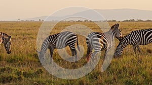 Slow Motion of Zebra Herd Grazing Savannah, Africa Animals on Wildlife Safari in Masai Mara in Kenya