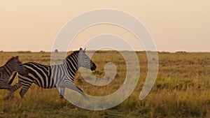 Slow Motion of Zebra Herd Running, Africa Animals on Wildlife Safari in Masai Mara in Kenya, Gallopi