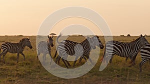 Slow Motion of Zebra Herd Walking at Sunset, Africa Animals on African Wildlife Safari in Masai Mara