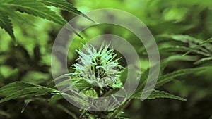 Slow movement around early stage flowering female marijuana plant
