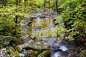 Slow Moving Creek and Fall Leaves