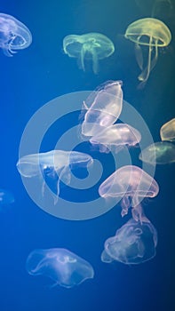Slow-moving flock of colorful jellyfish, blue background