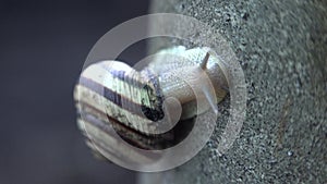 Slow Moving of Funny Snail on the Gray Background. 4K UltraHD, UHD