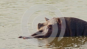 Slow moving Hippo Hippopotamus wading and swimming in the Mara river with head above water, African