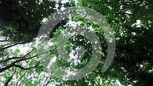 Slow moving, looking upward view through tree canopy, with sun through leaves