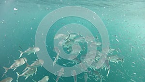 Slow moving school of bigeye trevally fishes.