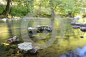 The slow moving stream in a forest