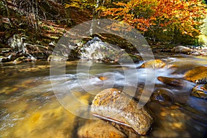 A slow moving stream in a forest decked out in fall colors