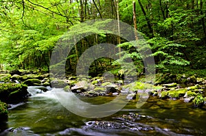 Slow moving stream in Smoky Mountain National Park