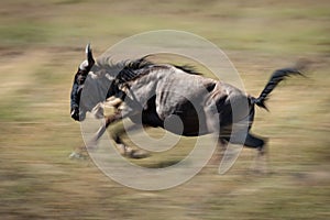 Slow pan of blue wildebeest galloping past