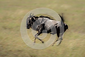 Slow pan of blue wildebeest in savannah