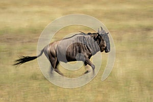 Slow pan of blue wildebeest on savannah
