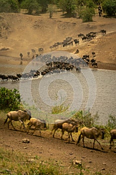 Slow pan of blue wildebeest traversing Mara