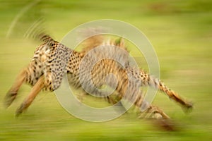 Slow pan of blurred cheetah cubs playing