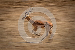 Slow pan of cantering male common impala