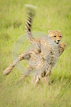 Slow pan of cheetah cub chasing another