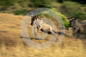 Slow pan of jumping blue wildebeest calf