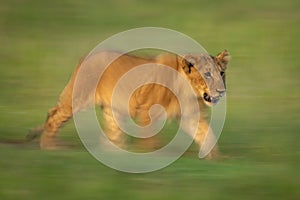 Slow pan of lion cub crossing grass photo