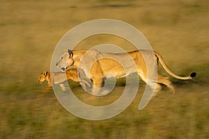 Slow pan of lioness and cub running